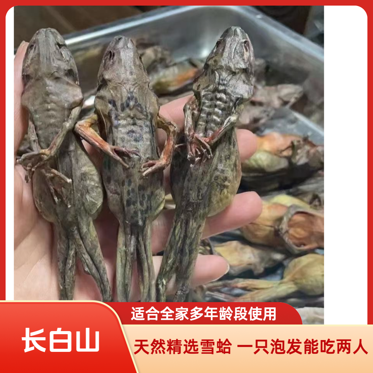 潮汕燕姐东北长白山精品 室外生长林蛙干雪蛤 林蛙油