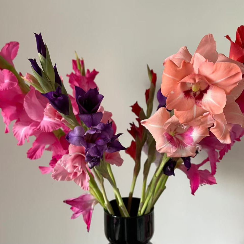 不选色混色剑兰   全场任意两单以上包邮