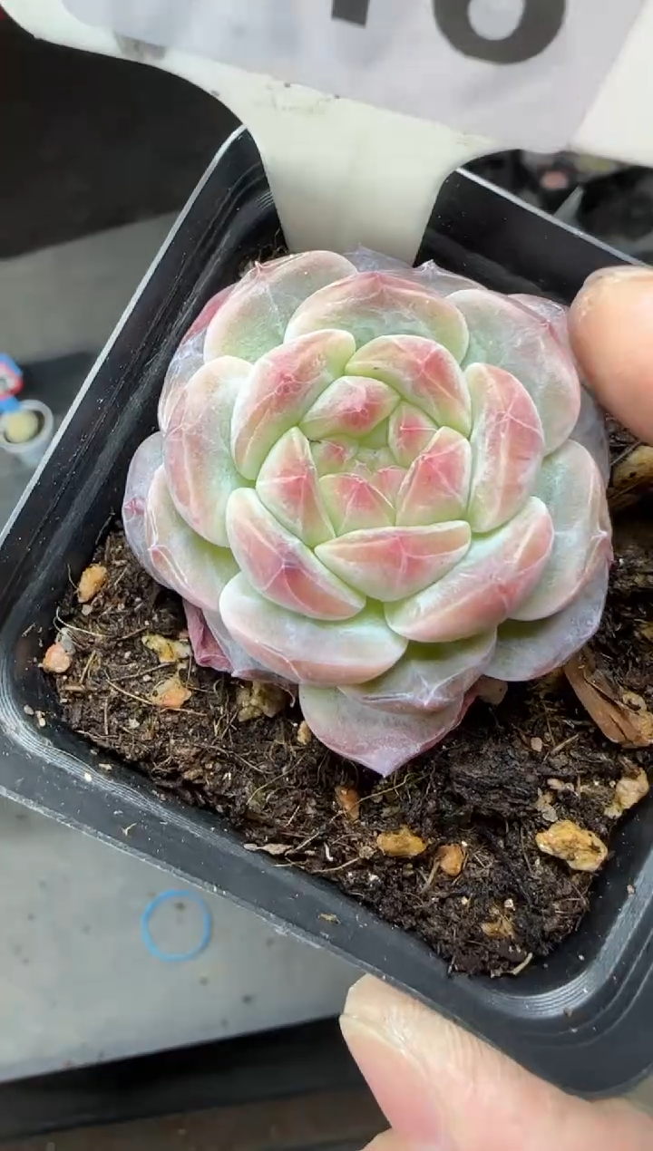 【闪购商品】一物一拍0217—117