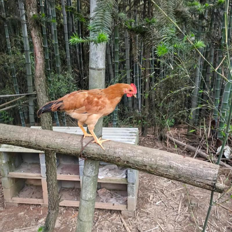 ￥#（书记助农）笋母鸡