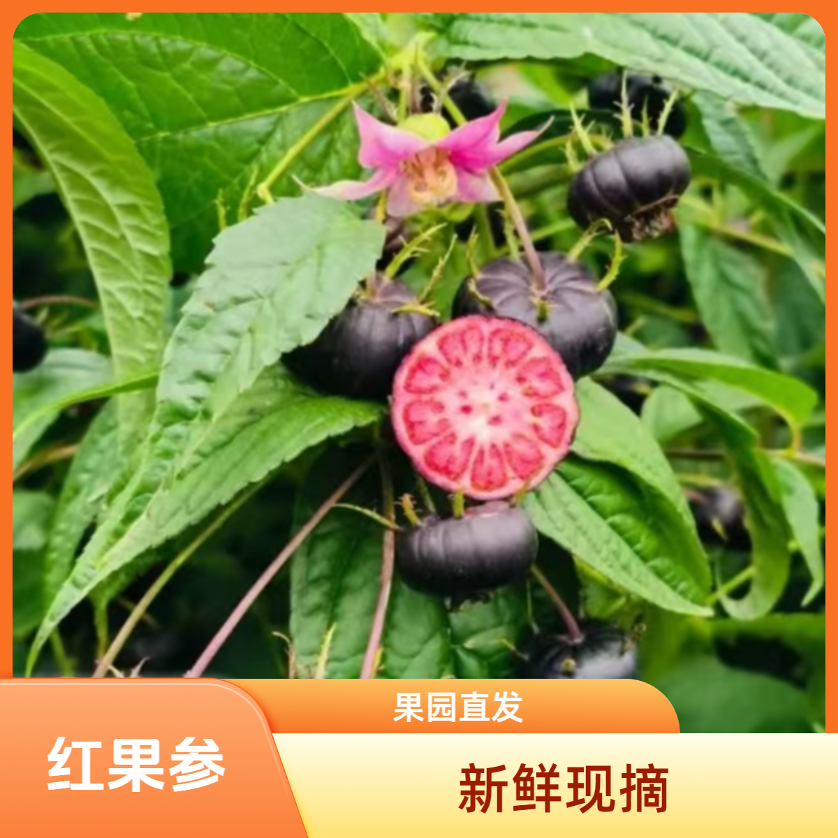 云南文山红果参稀有水果新鲜现摘果园直发