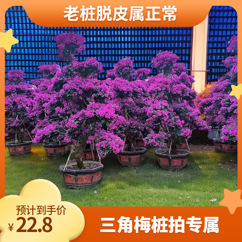 三角梅老桩易养活阳台庭院盆栽地植勤花爆花品种直播间一物一拍