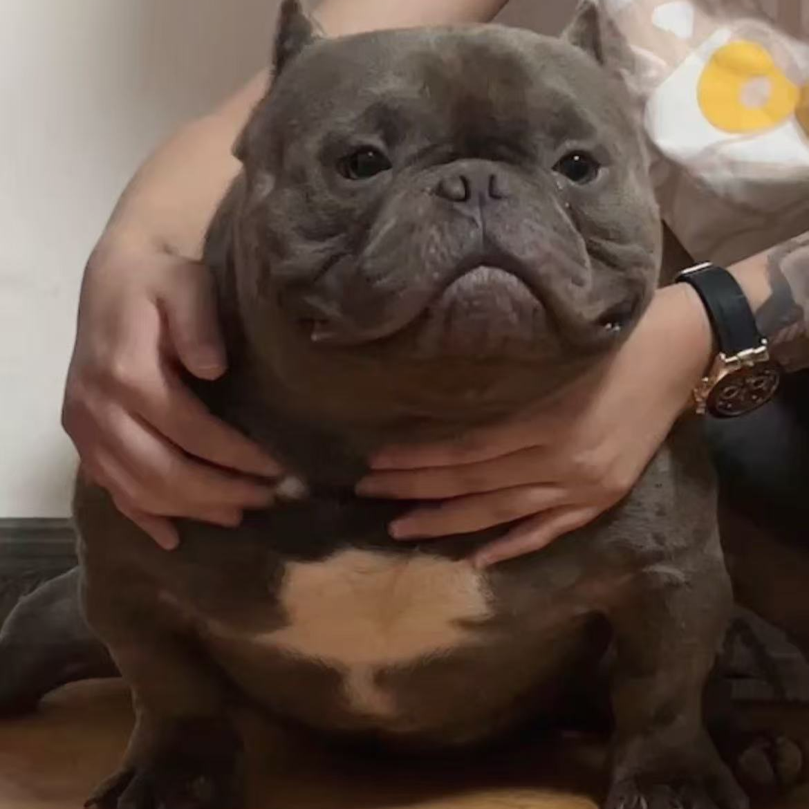 【多恵恶霸犬】恶霸犬幼犬活体狗狗宠物狗  