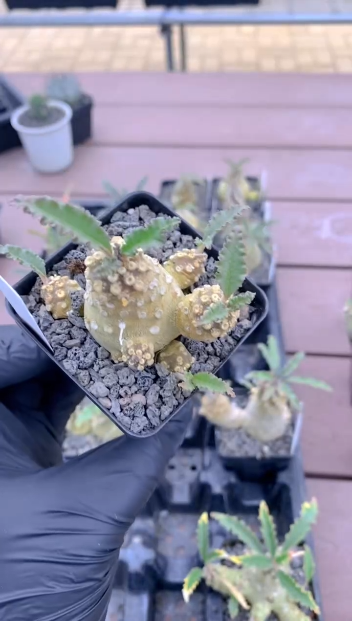 【闪购商品】椰子琉桑FB-1711