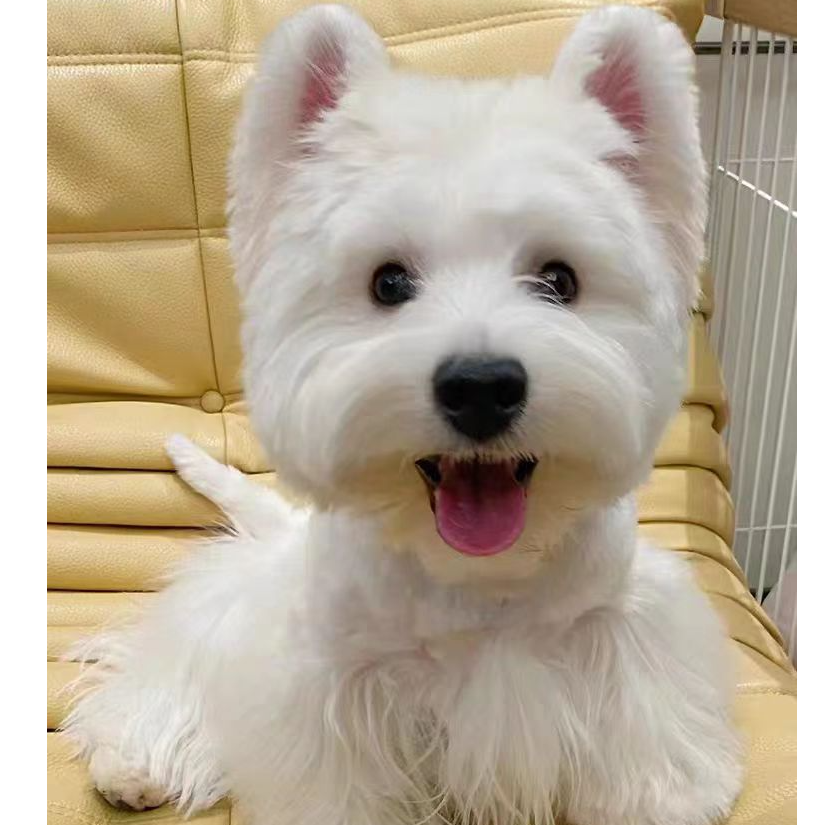 西萌宠物小弟家活体宠物专用链接