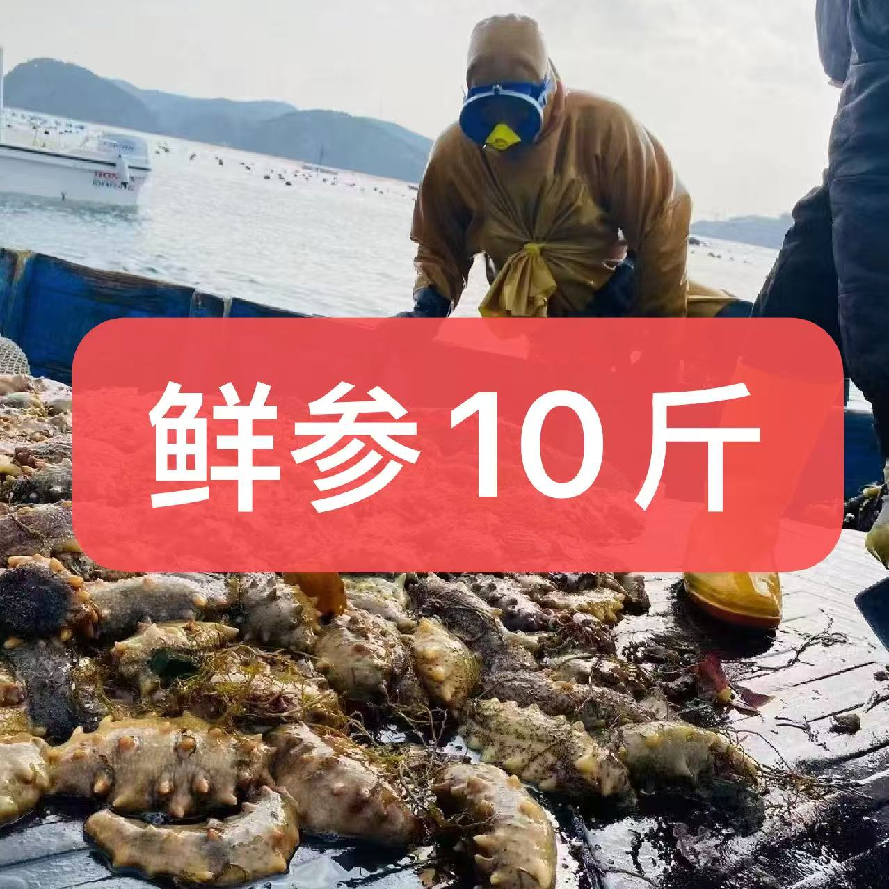 大连直发即食深海辽刺参新鲜海参免费加工