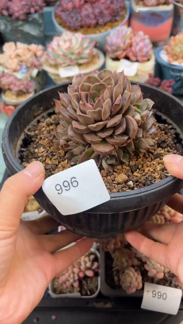 996群生情书多肉