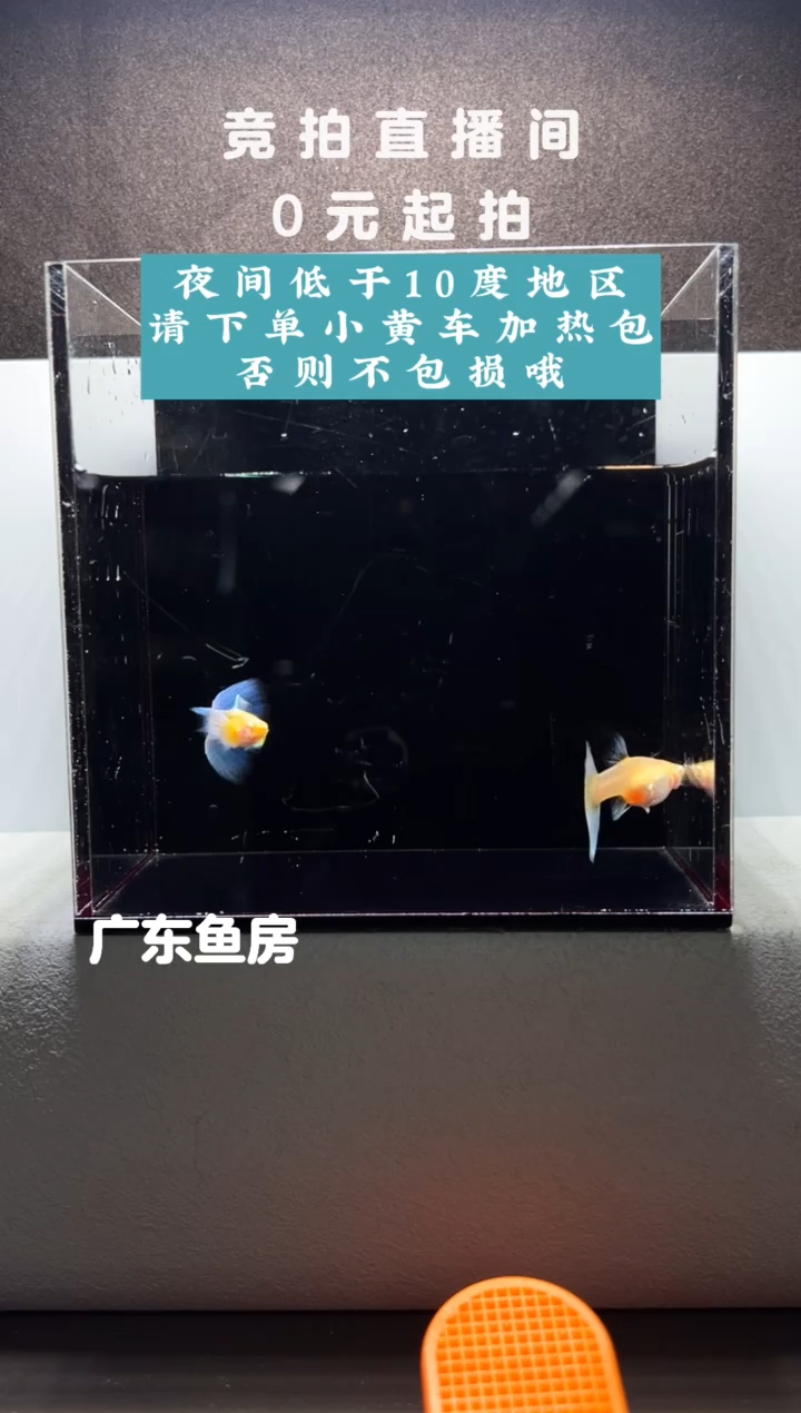 孔雀鱼蓝白飞船一对编号72