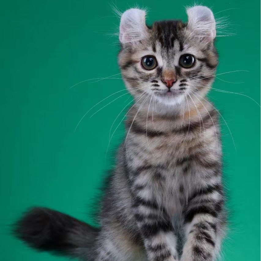 来了姊妹-棕补丁卷耳猫 妹妹 24