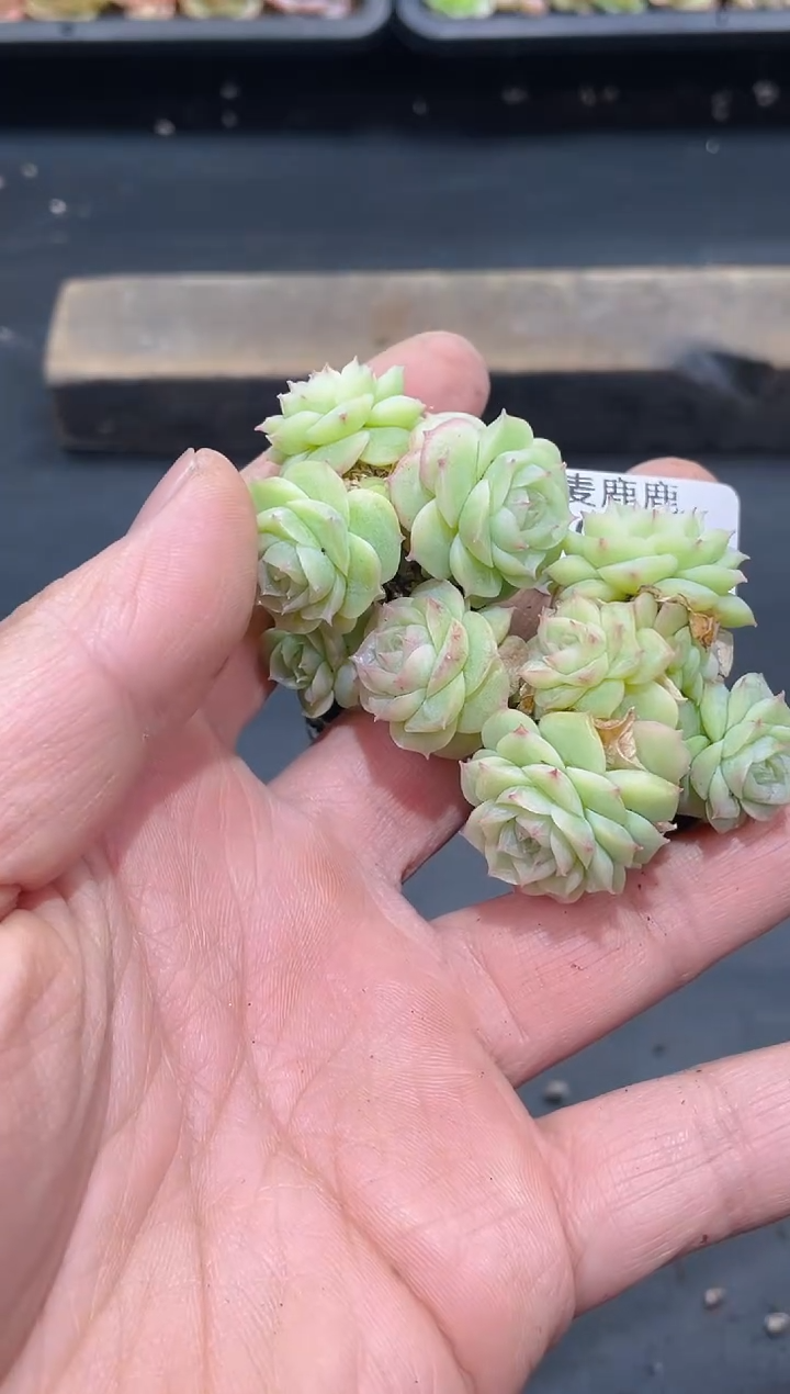 035白色妖姬不包整散    量拍2颗