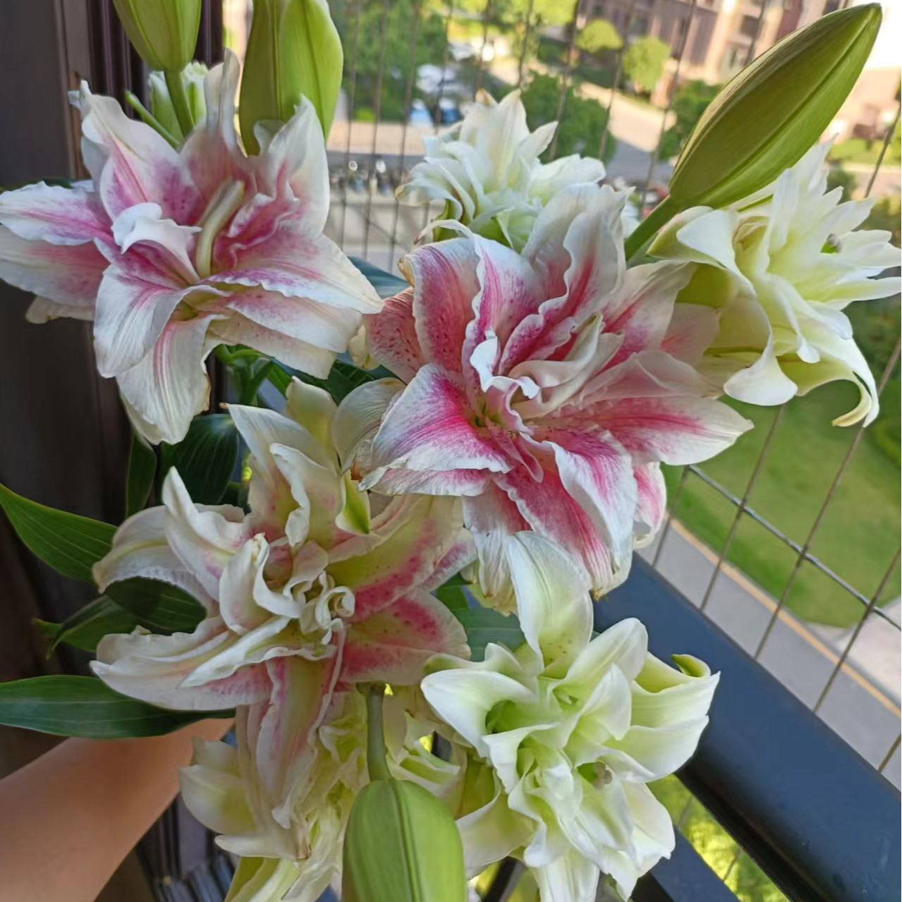 【双重幻想】重瓣香水百合 云南A级百合鲜切花 家用瓶插鲜花包邮  M
