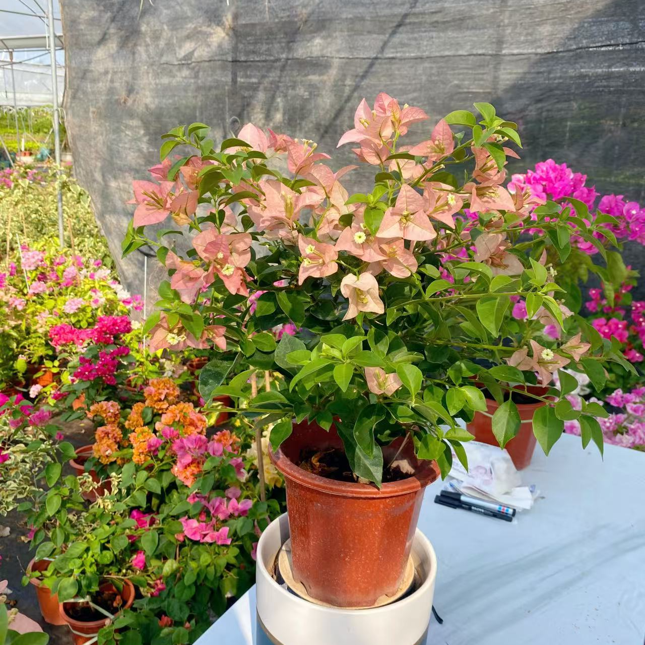 大苗【卡亚塔】三角梅勤花品种阳台花卉掉花掉叶介意慎拍