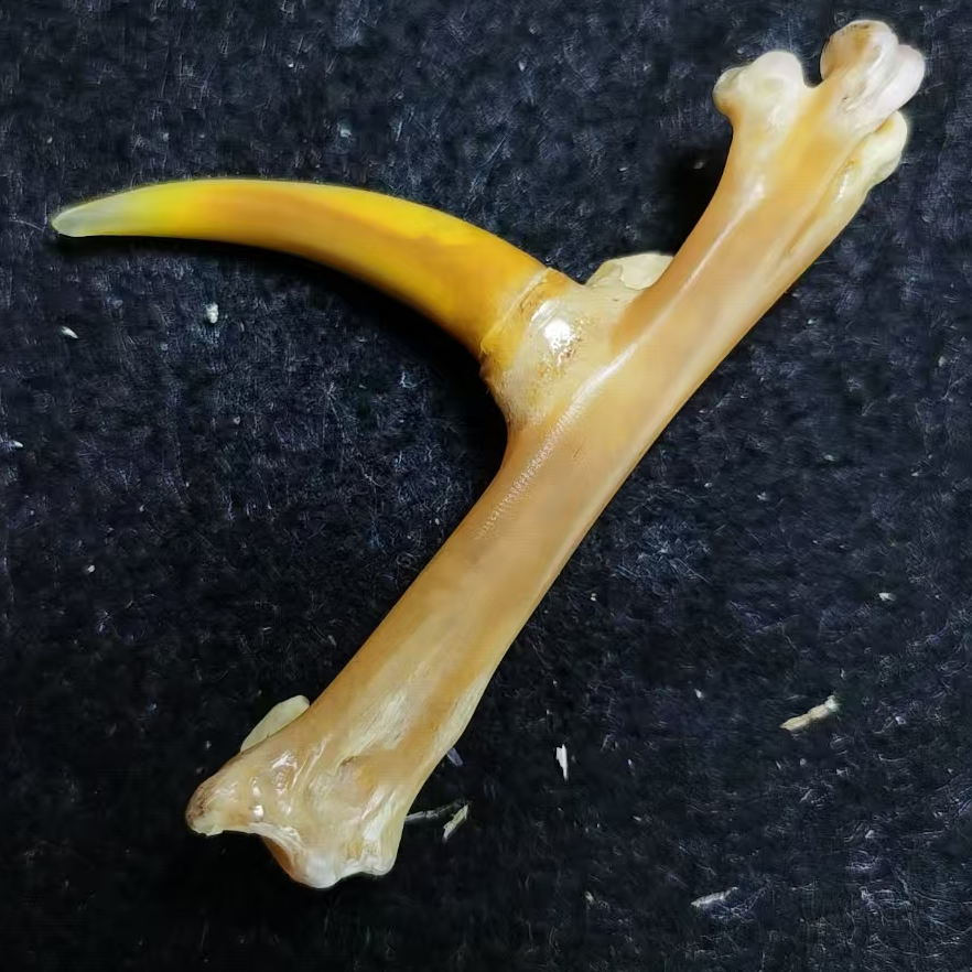 文玩鸡爪骨手把件