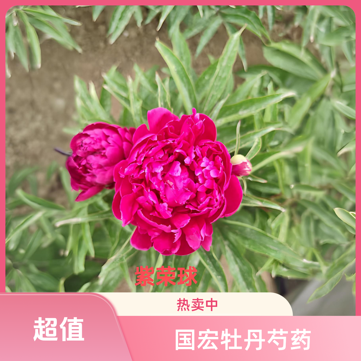 菏泽国宏牡丹芍药裸根发货紫绒球