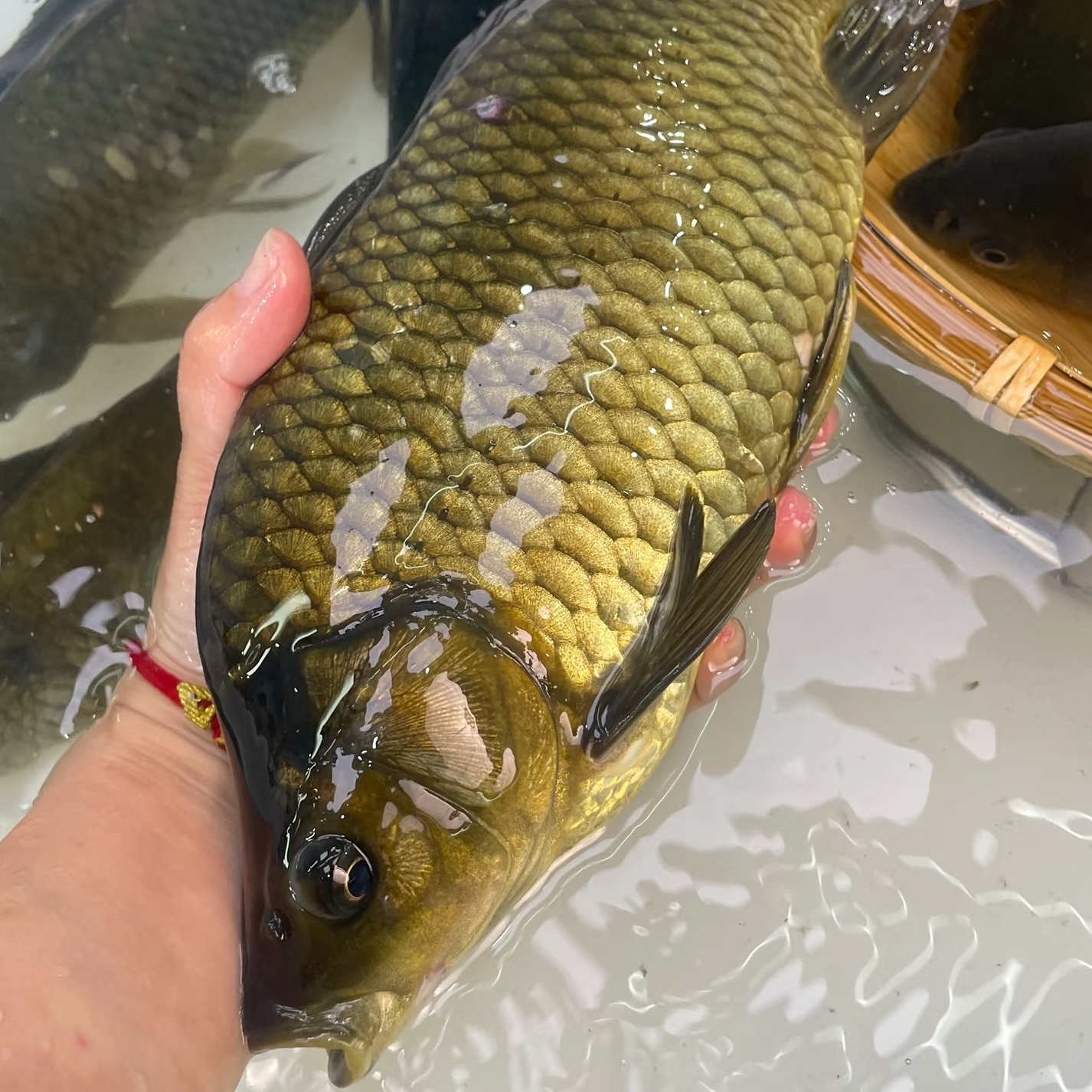 黄金鲫 水族活体鱼