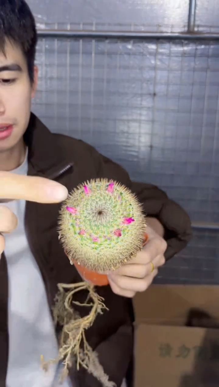 【闪购商品】实生根 希望丸