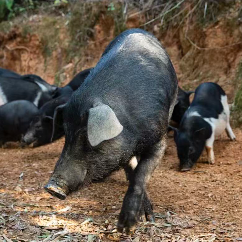 （顺丰冷链）一物一拍 黑毛土猪 