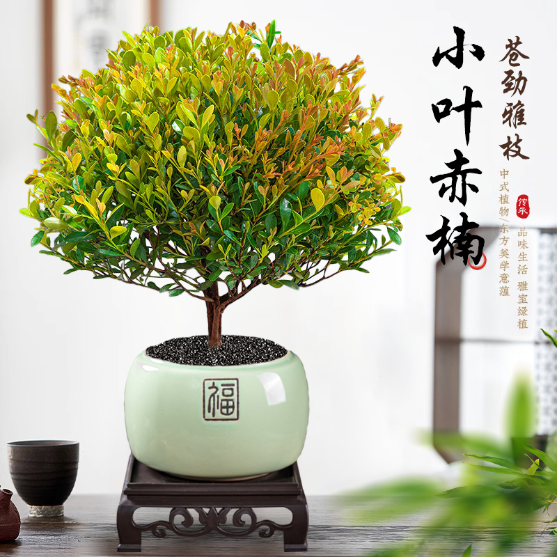 专属大老桩小叶赤楠盆景植物室内花卉盆栽办公室四季开花好养绿植