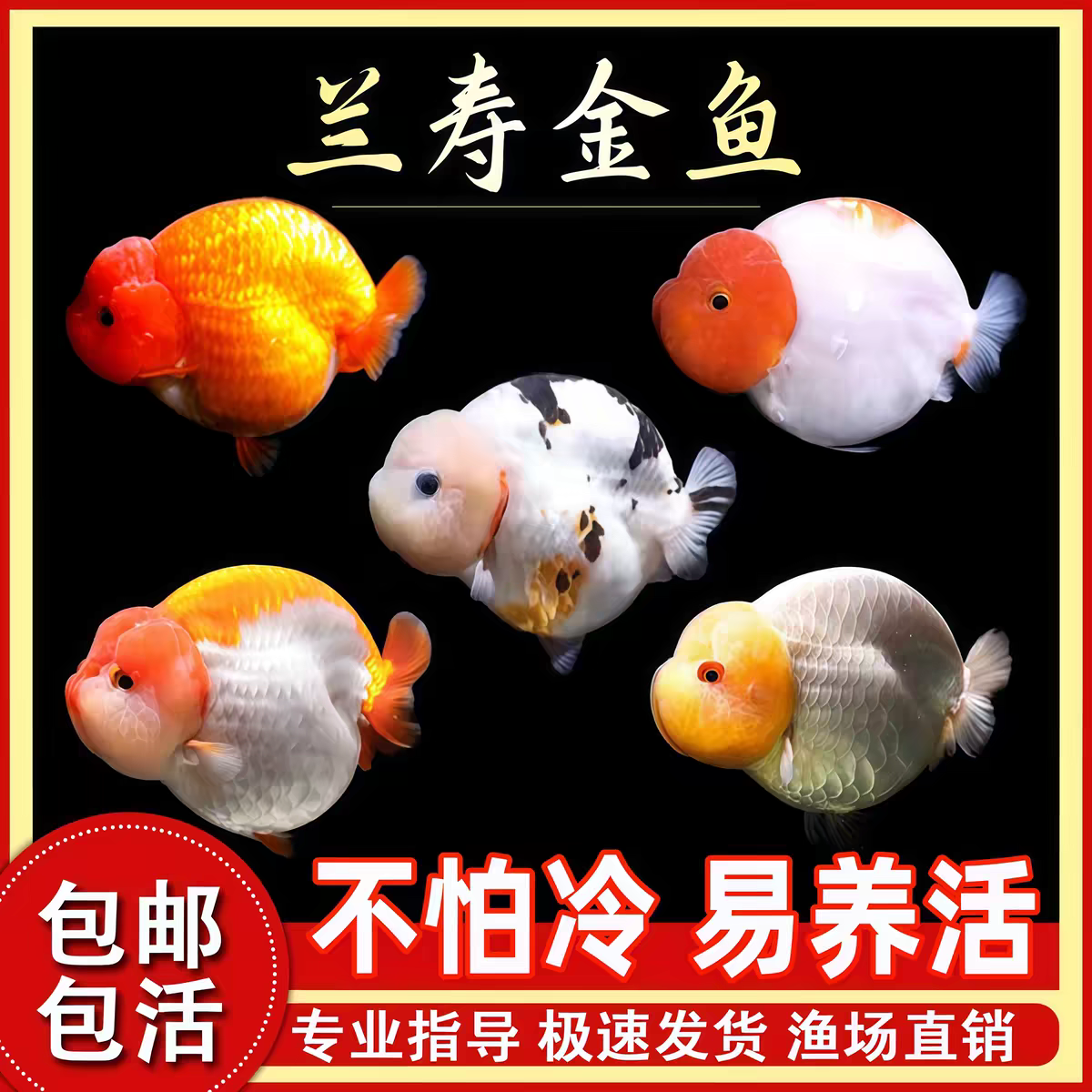 精品兰寿观赏鱼活体冷水淡水鱼好养耐活可爱观赏宠物鱼