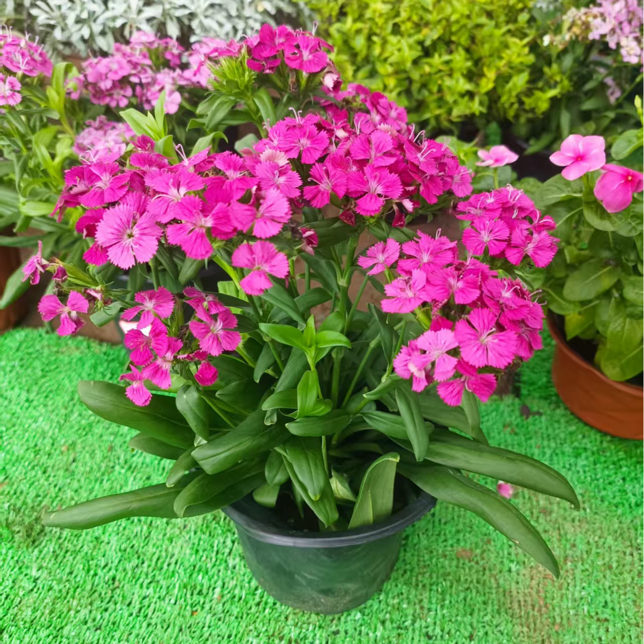 别墅庭院阳台露台花境植物组合四季观叶观花景观花卉
