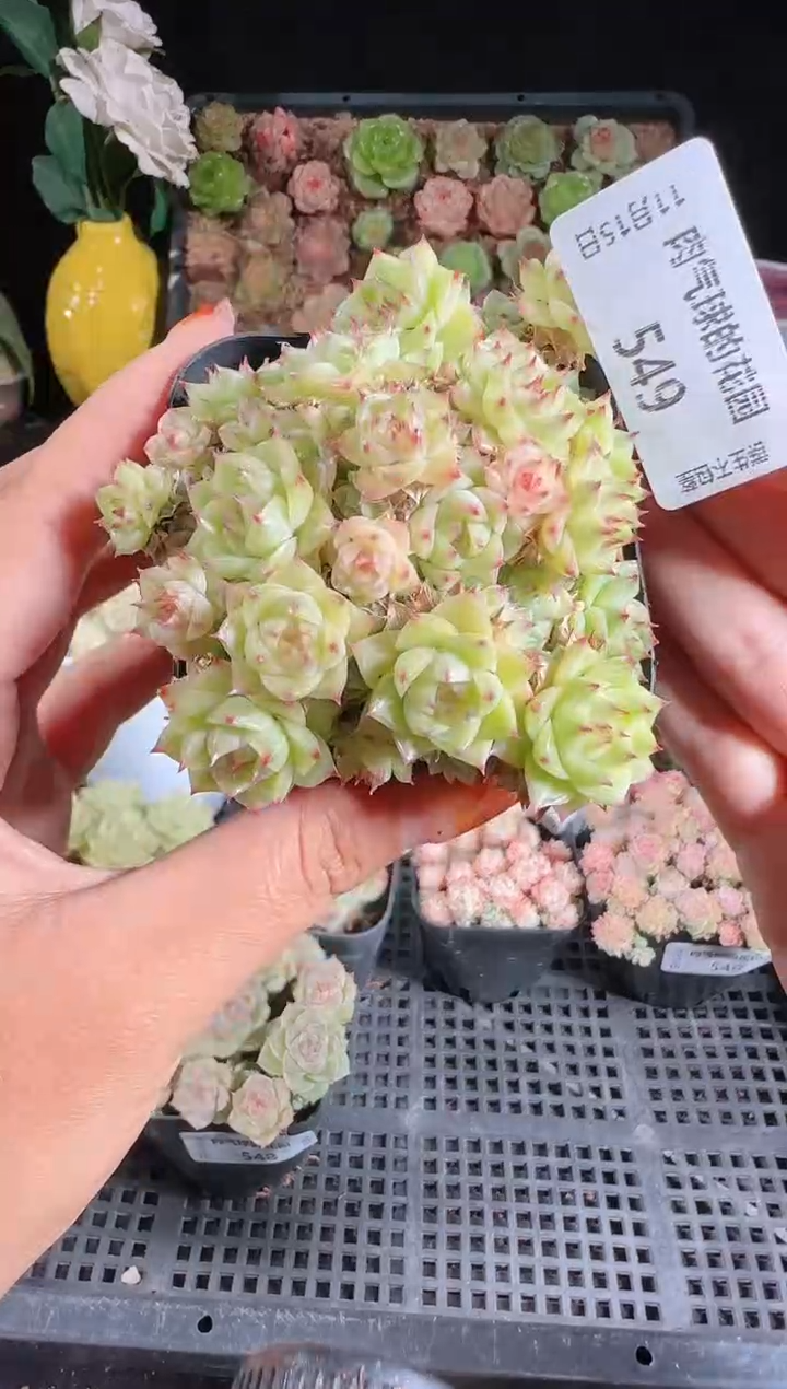 1115-549群生不包整