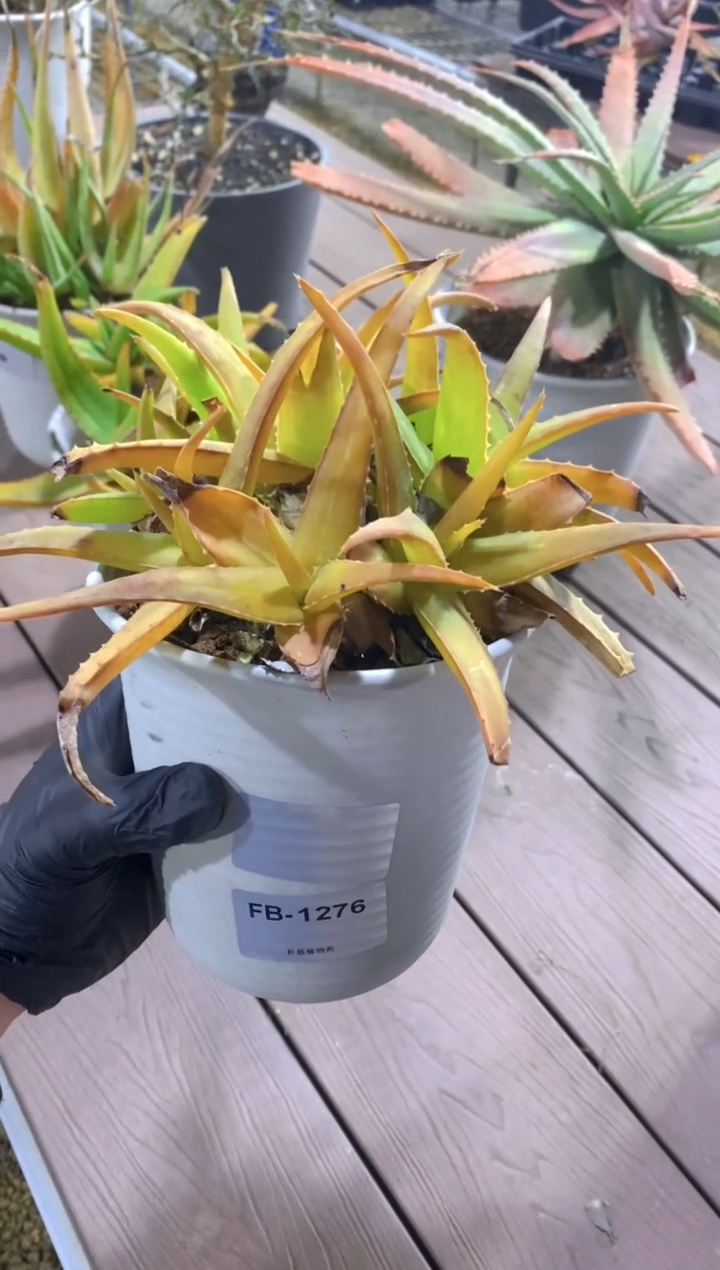 【闪购商品】原生芦荟脱土FB-1276