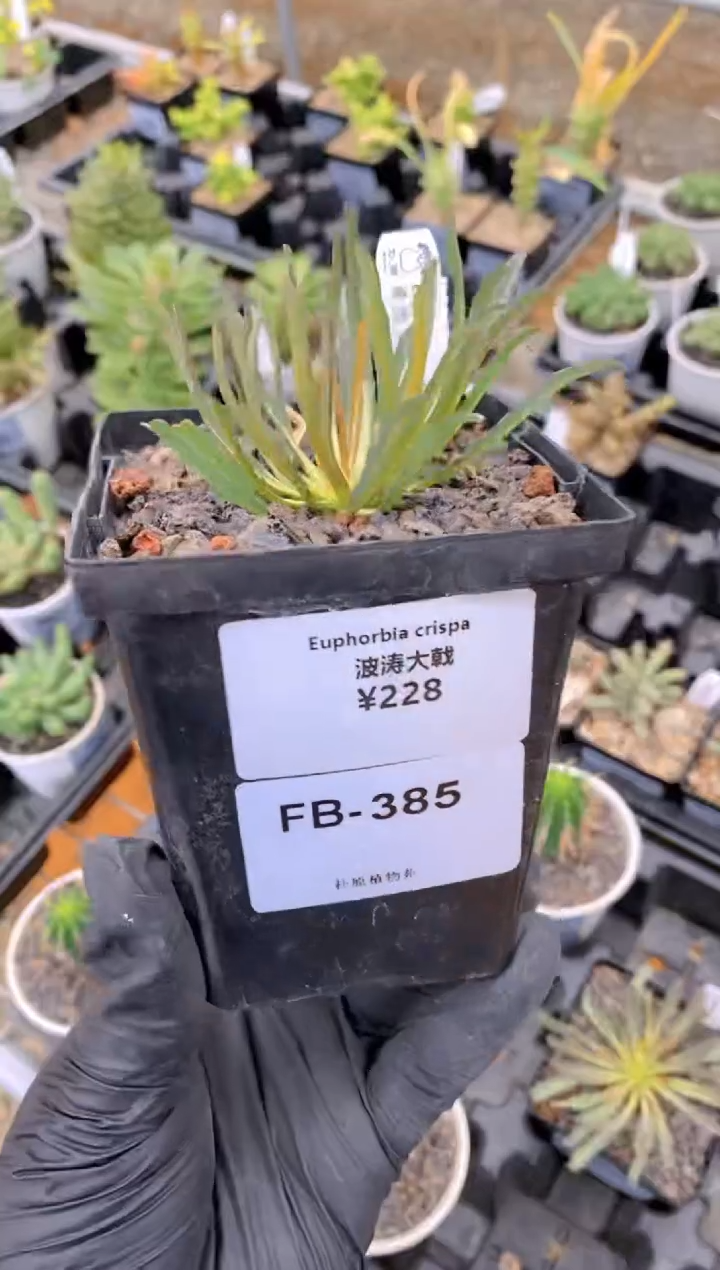 【闪购商品】波涛大戟FB-385