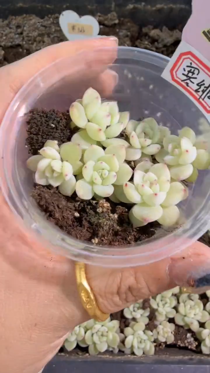 寒绯 小圆盒1盒 6颗量拍多肉植物