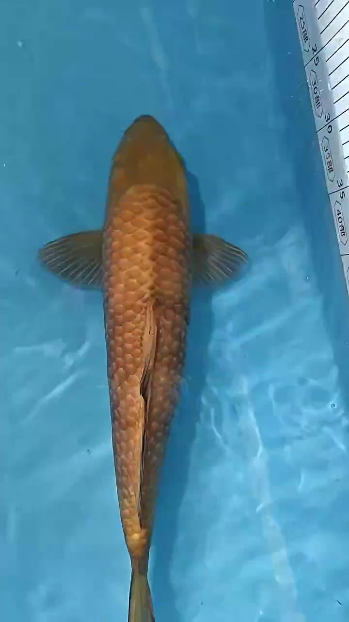 锦鲤太饱锦鲤36cm-48cm不包邮到付具体尺寸和品类以直播间为准