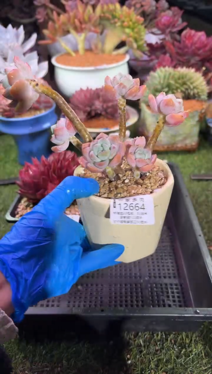 【闪购商品】12664