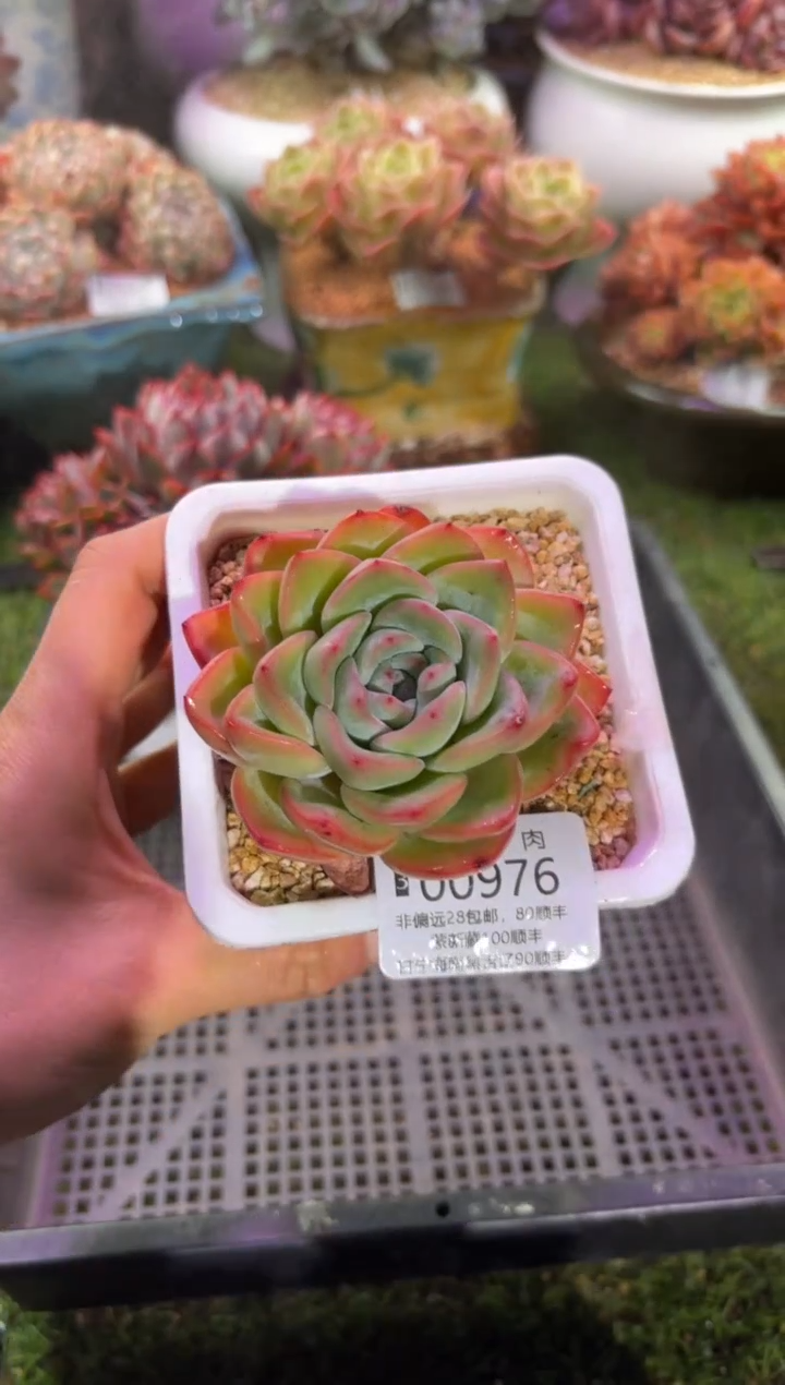 【闪购商品】00976