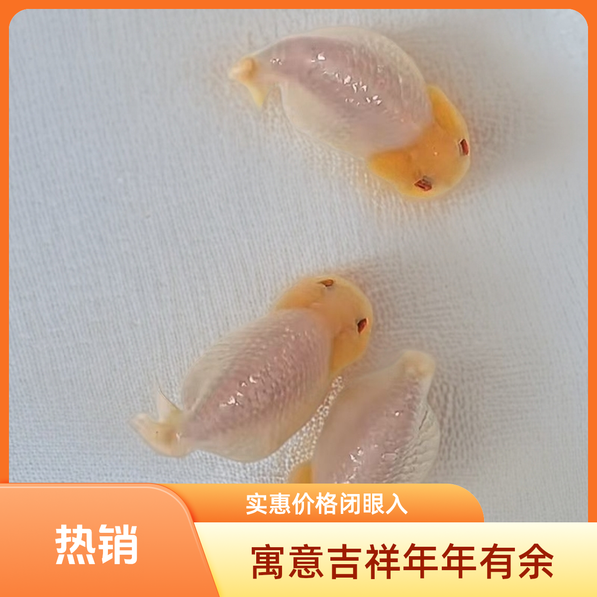 101到200号牌直播可爱玉兔兰寿观赏鱼冷水淡水宠物鱼适合水族鱼缸