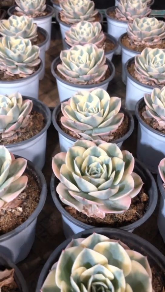 【闪购商品】玉碟锦6.9米