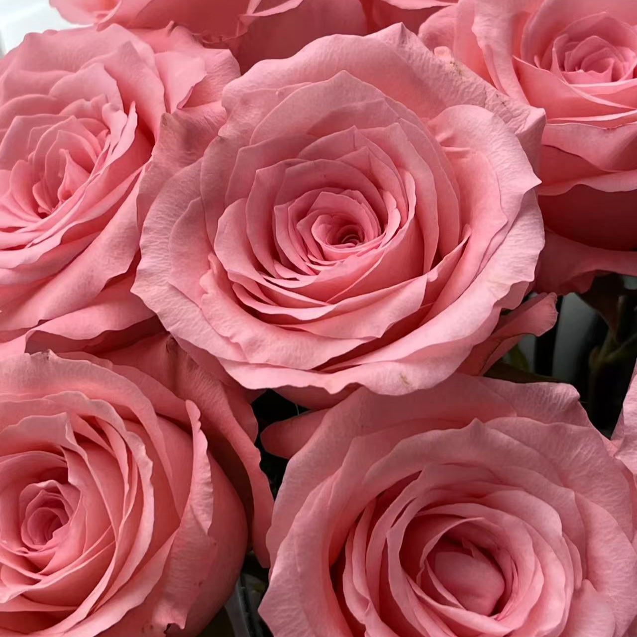 【戴安娜】单头玫瑰 一单包邮 云南昆明基地现采现发