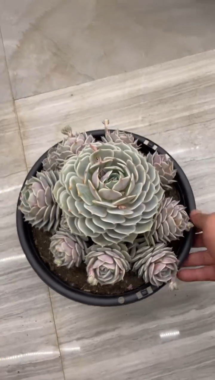 【闪购商品】178露娜莲