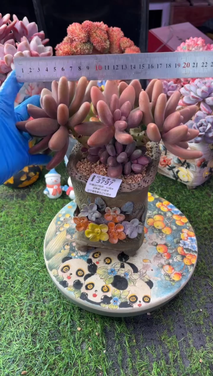 昆明印象多肉3797