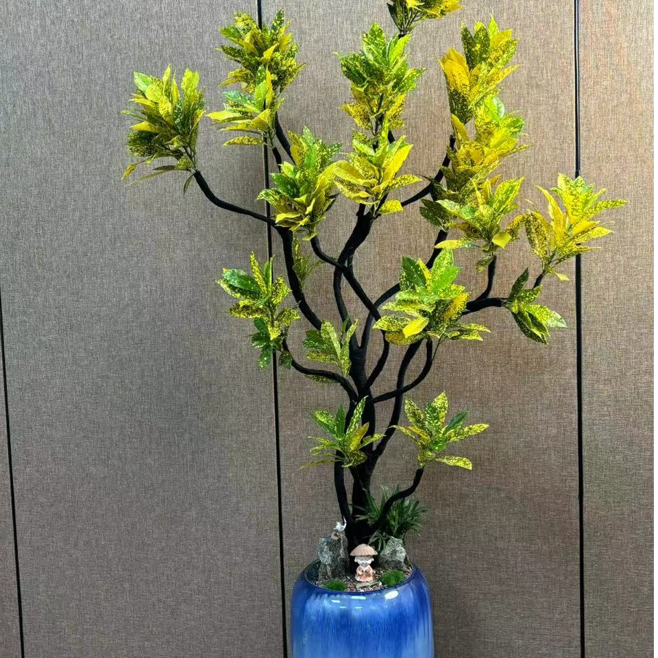 洒金木本龙鳞植物好养造型艺术客厅阳台【直播间专拍】送人包邮绿植