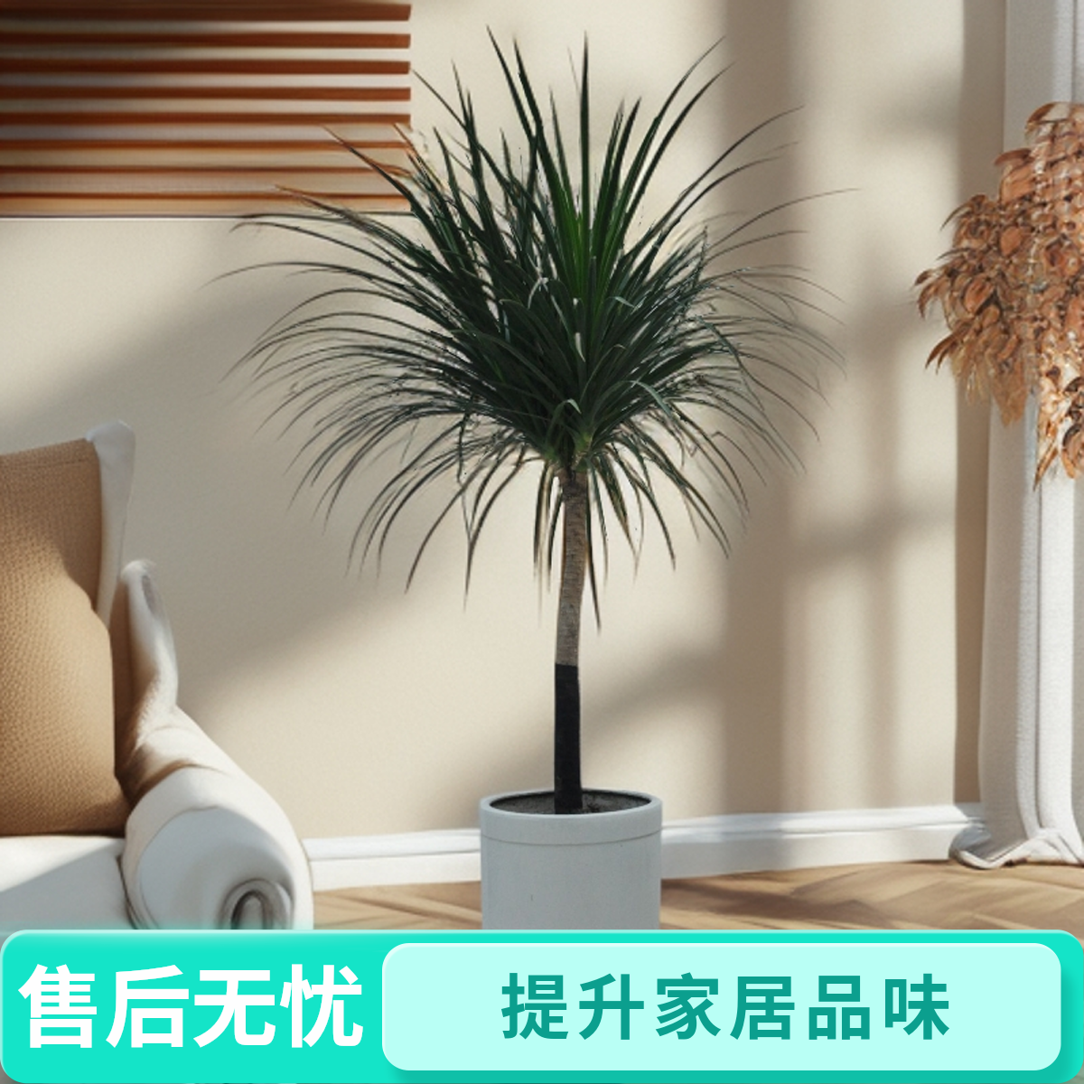 白瓷盆黑珍珠龙血树