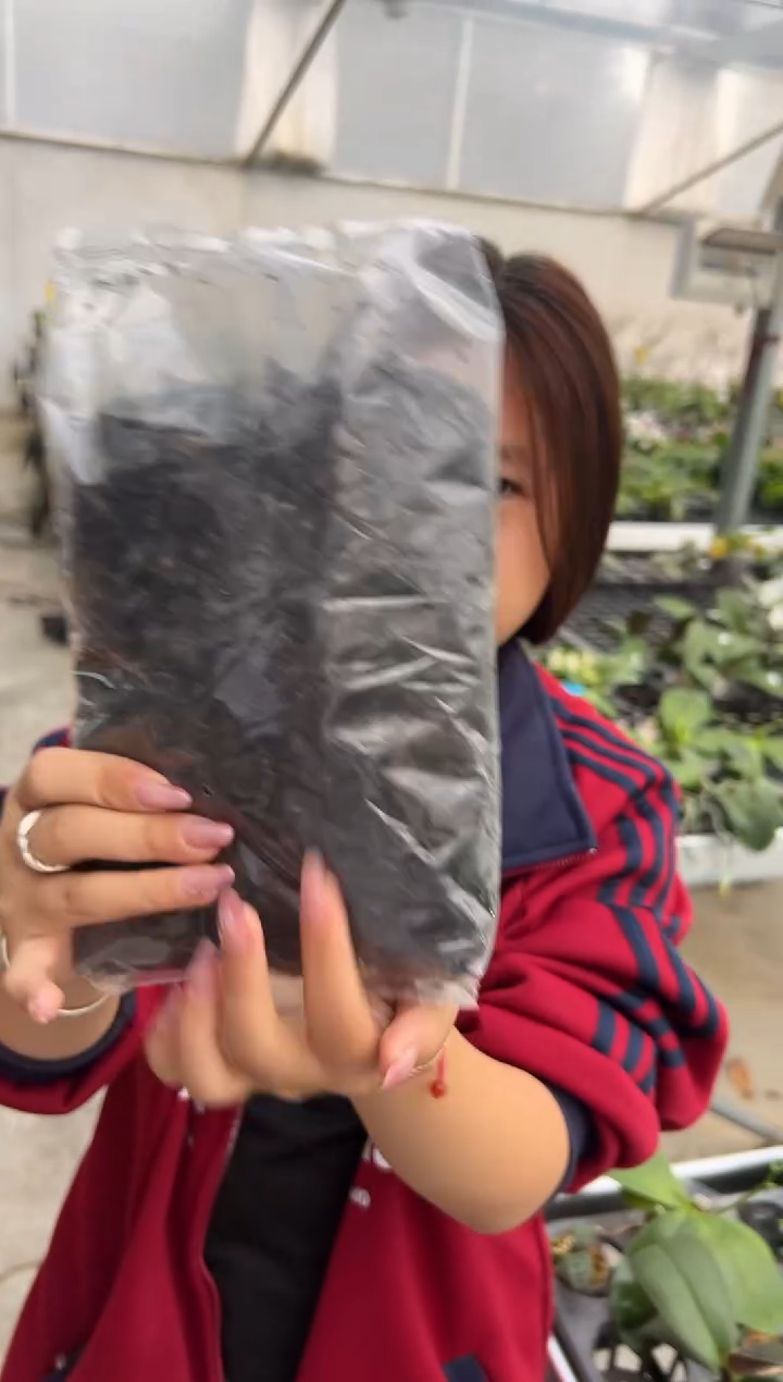 当前无花朵，栽培后可花朵树皮