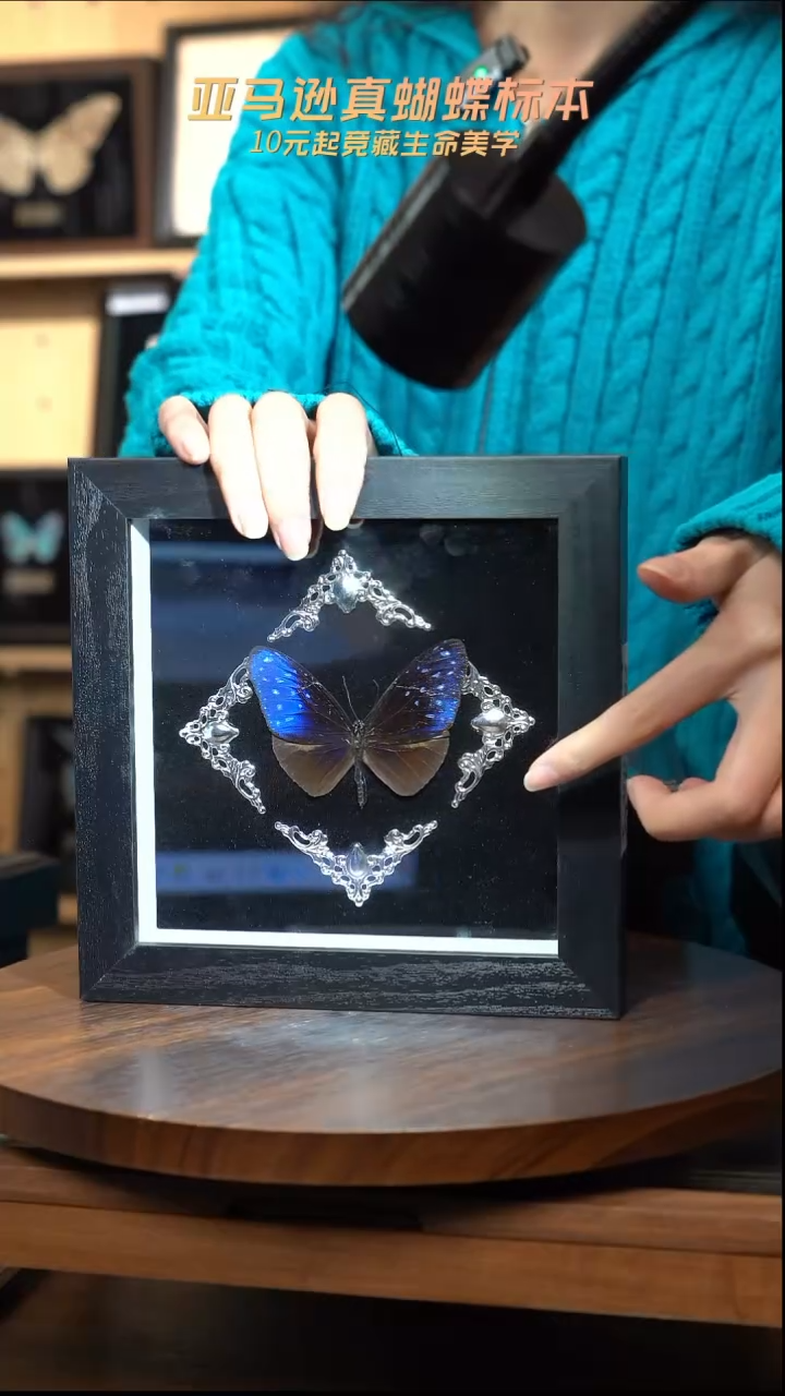 异型紫斑蝶巴洛克风格