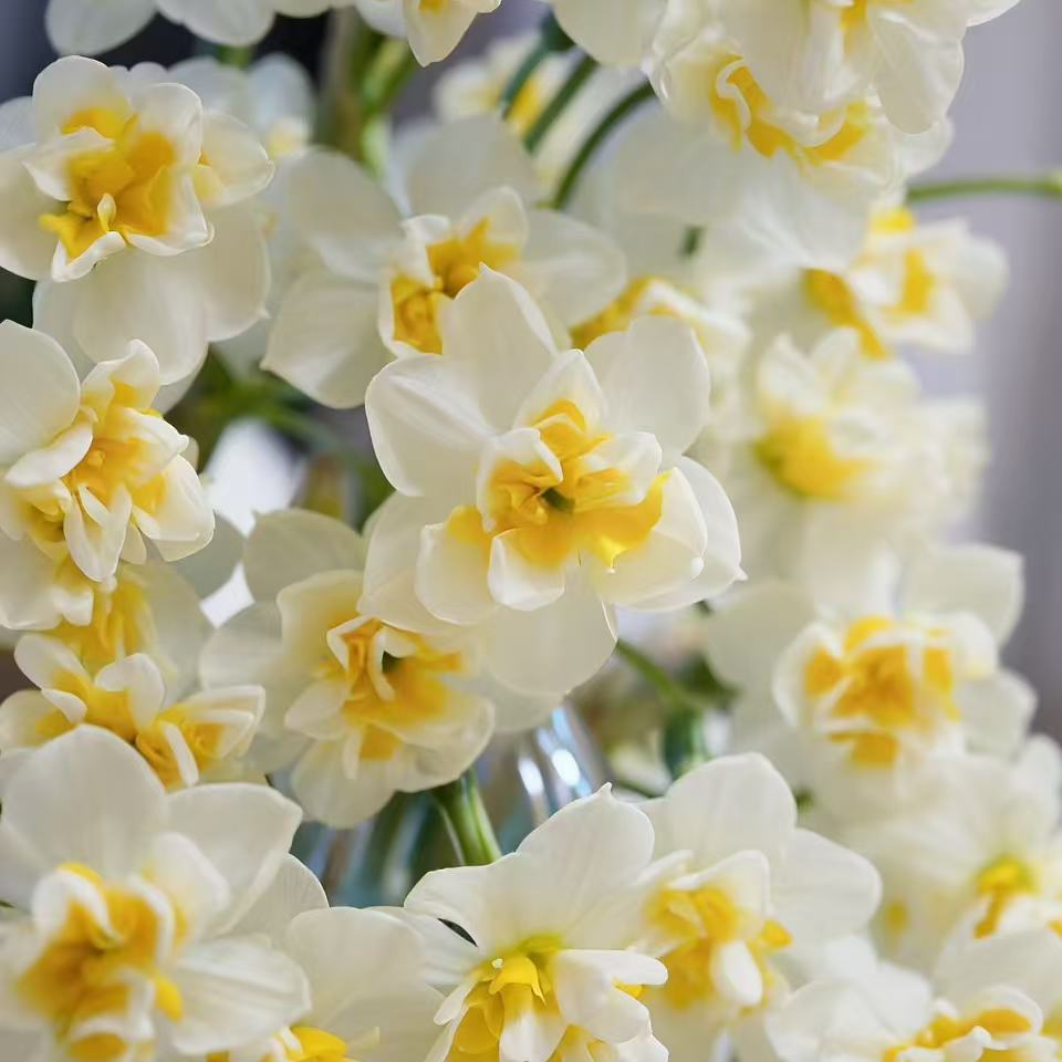 漳州水仙种球水培水养好养护爆花浓香室内开花重瓣