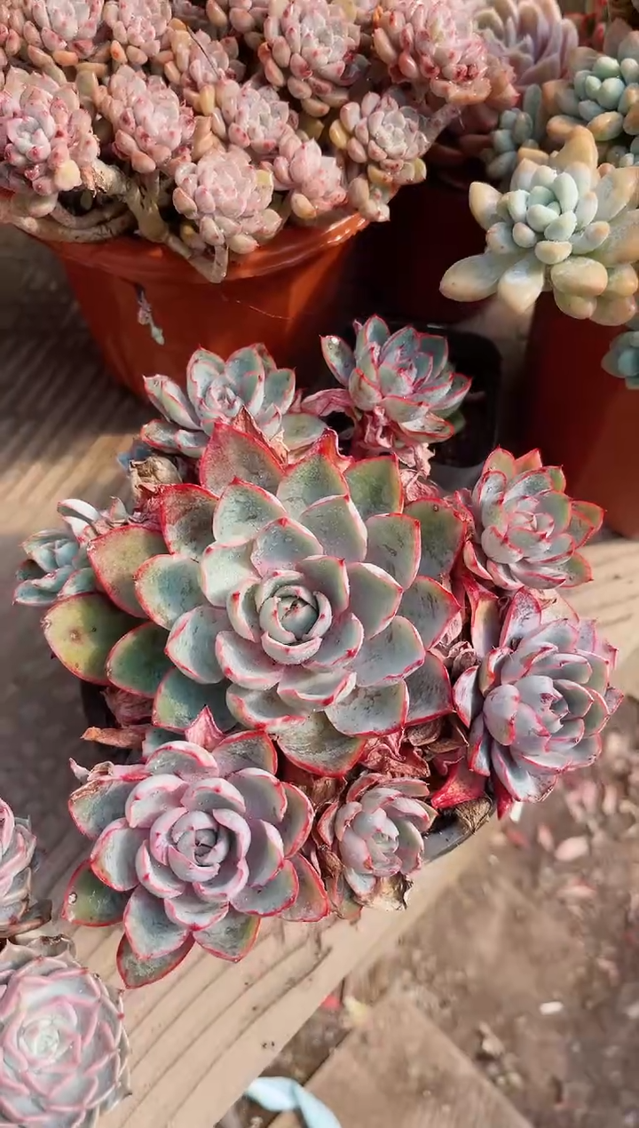 【闪购商品】02600