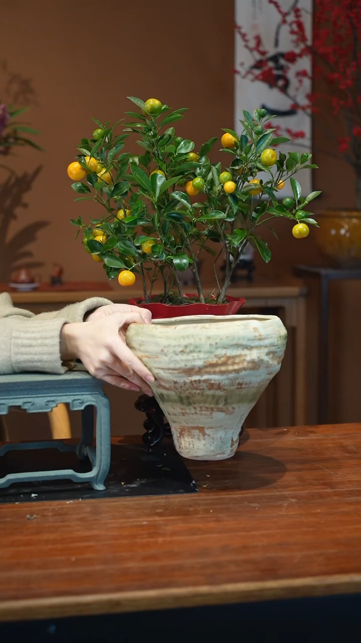 全部花朵小金桔陶盆盆景盆景盆景