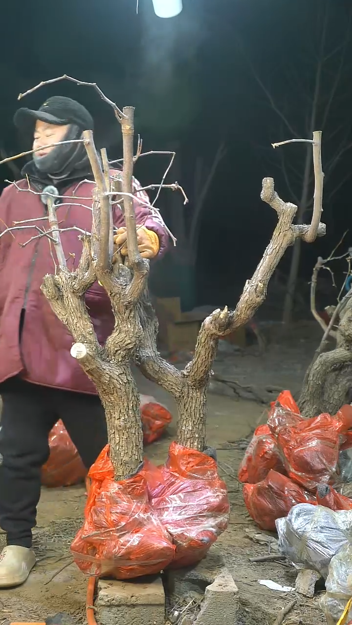 完全开放枣树632