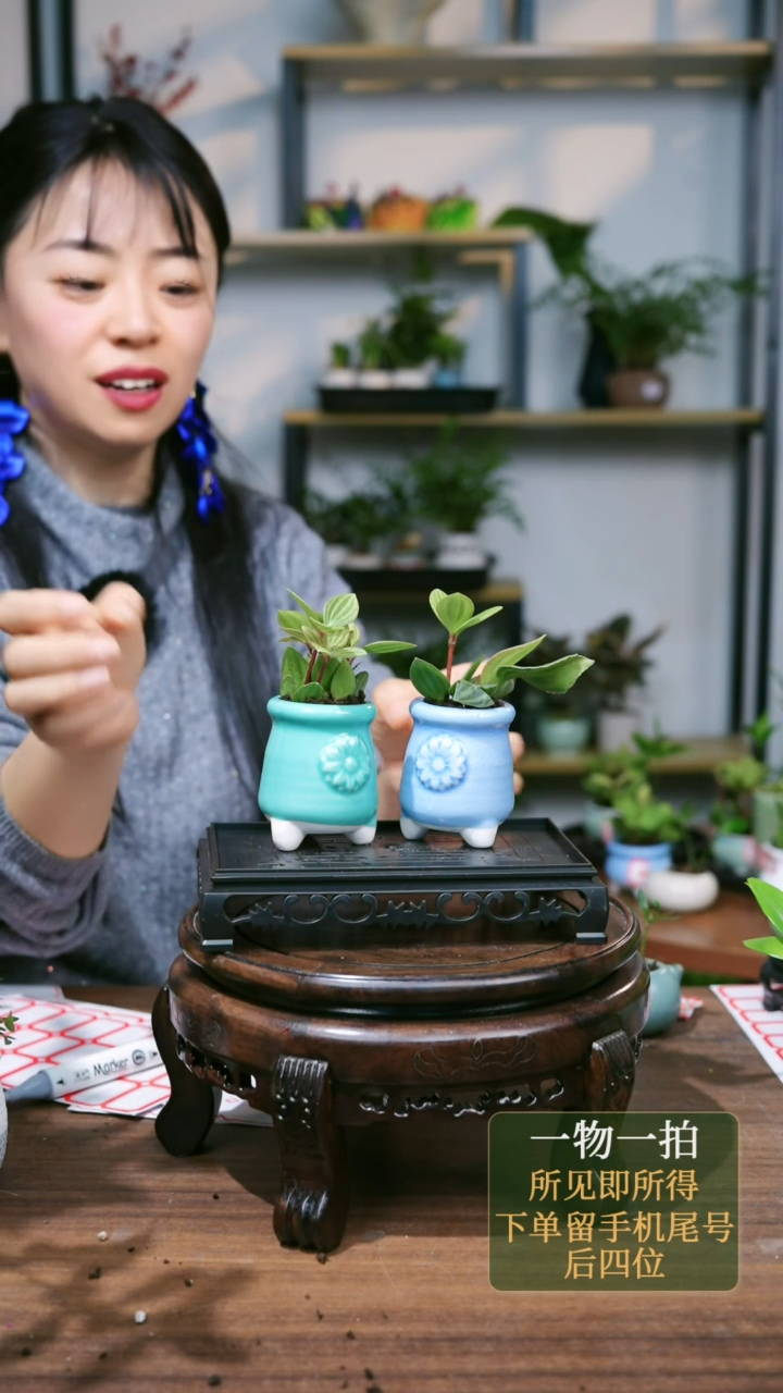 【闪购商品】144--1798轮叶豆瓣绿黄