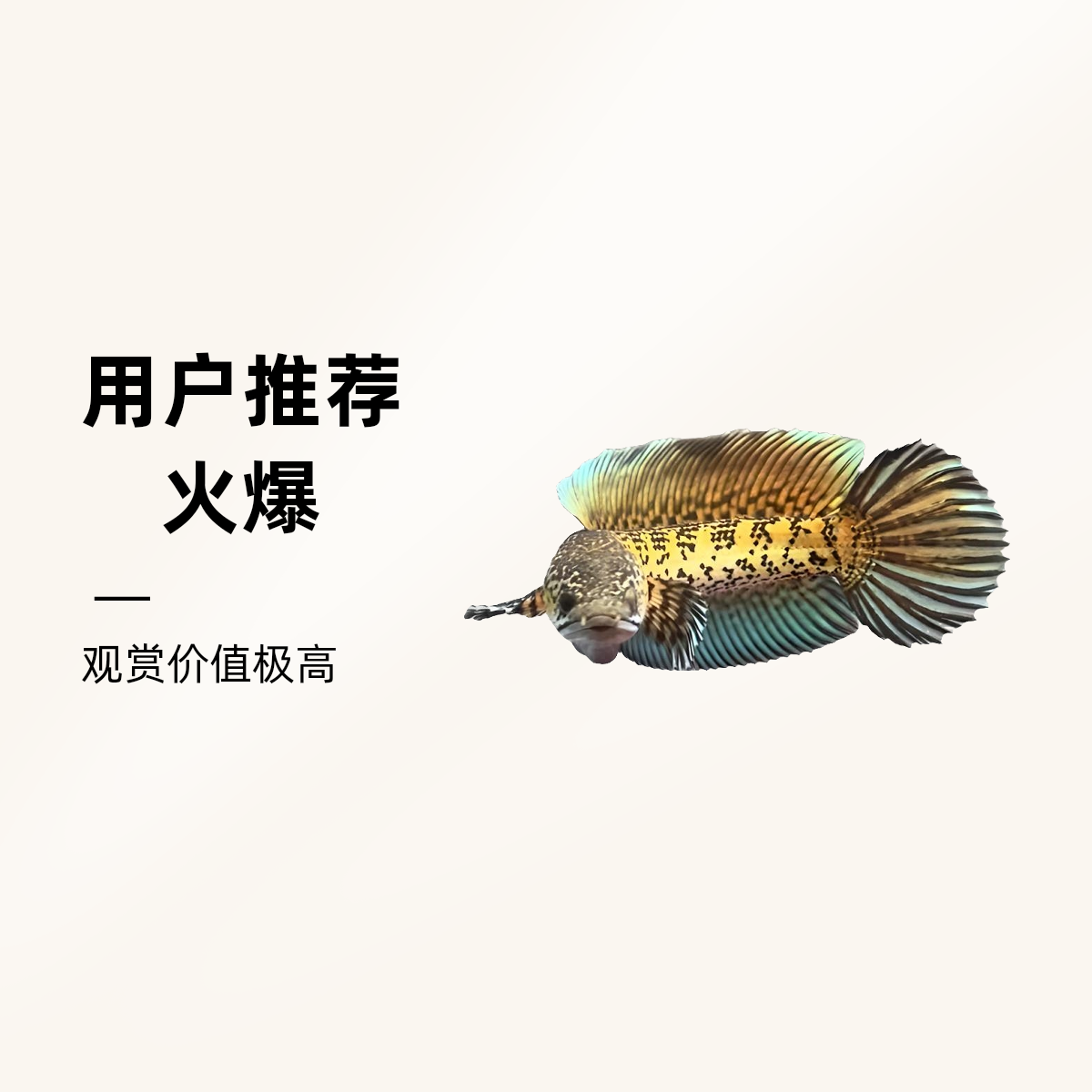印尼黄金眼镜蛇雷龙鱼直播间挑选专用【图片仅供参考】