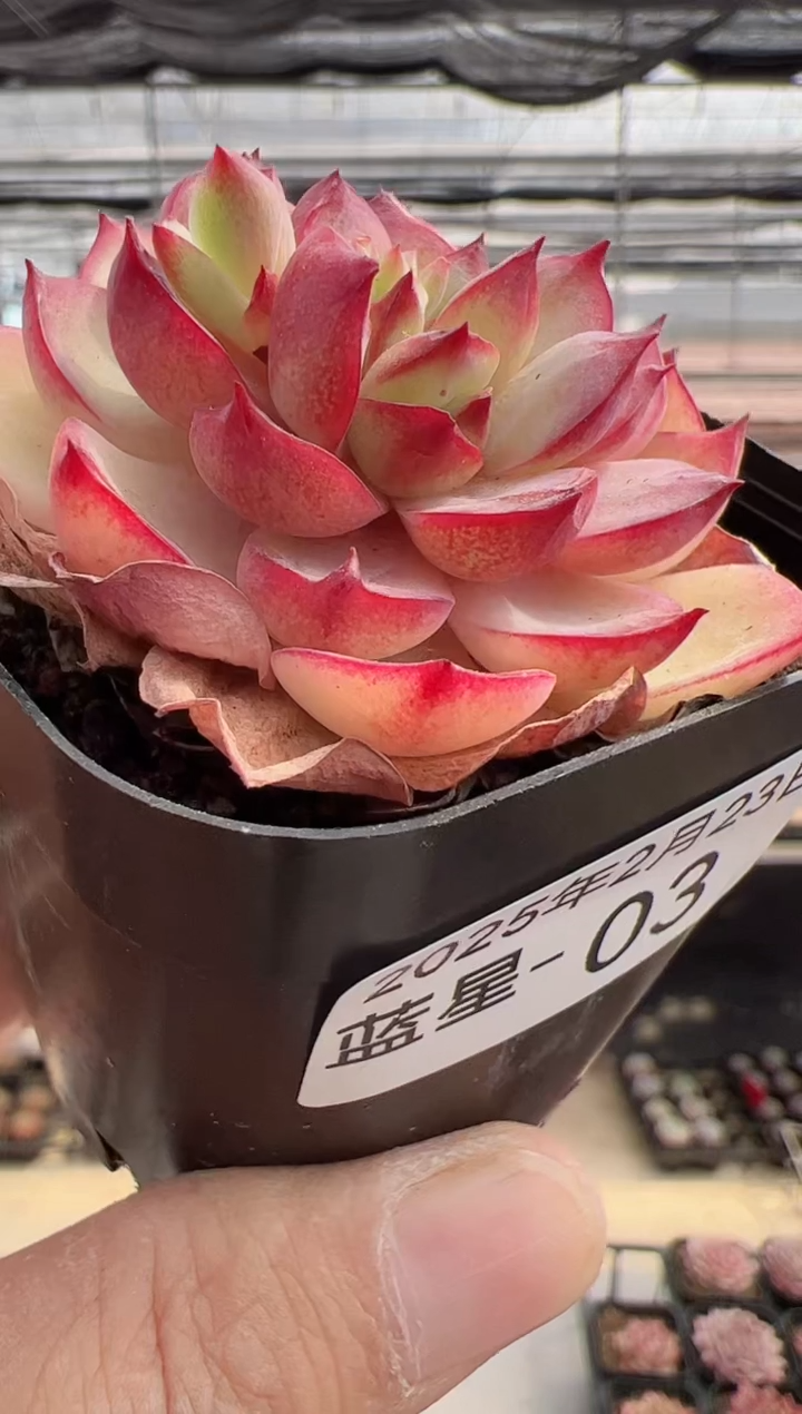 【闪购商品】蓝星-03