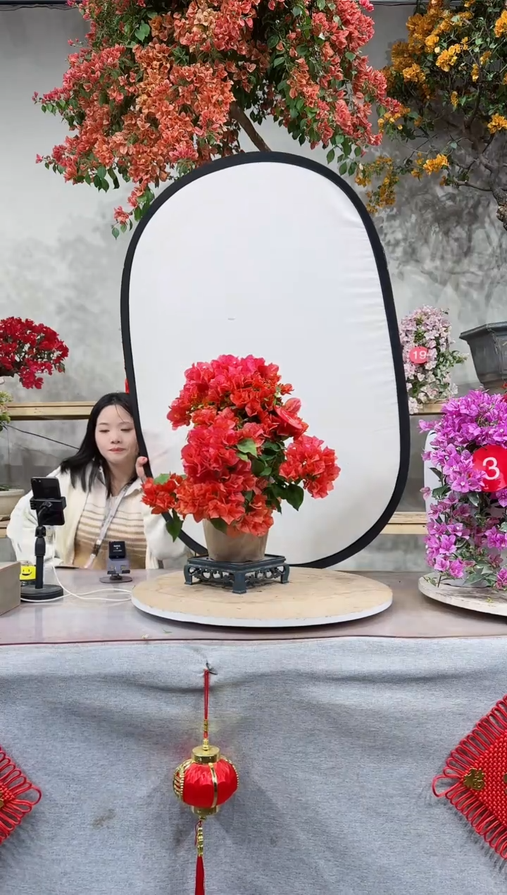 【闪购商品】盆景月光橙