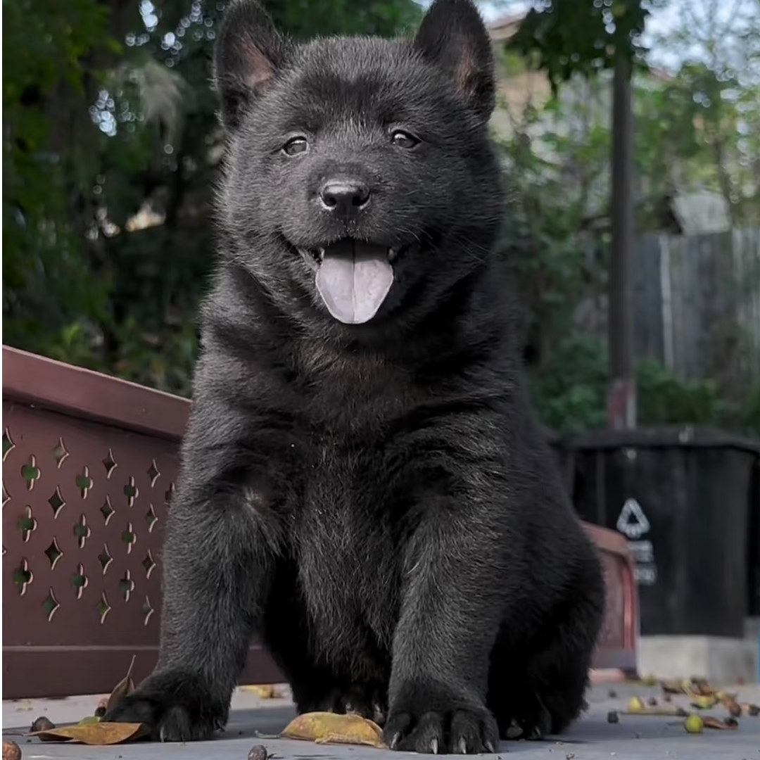 【五黑犬】五黑土猎犬四眼犬五红犬