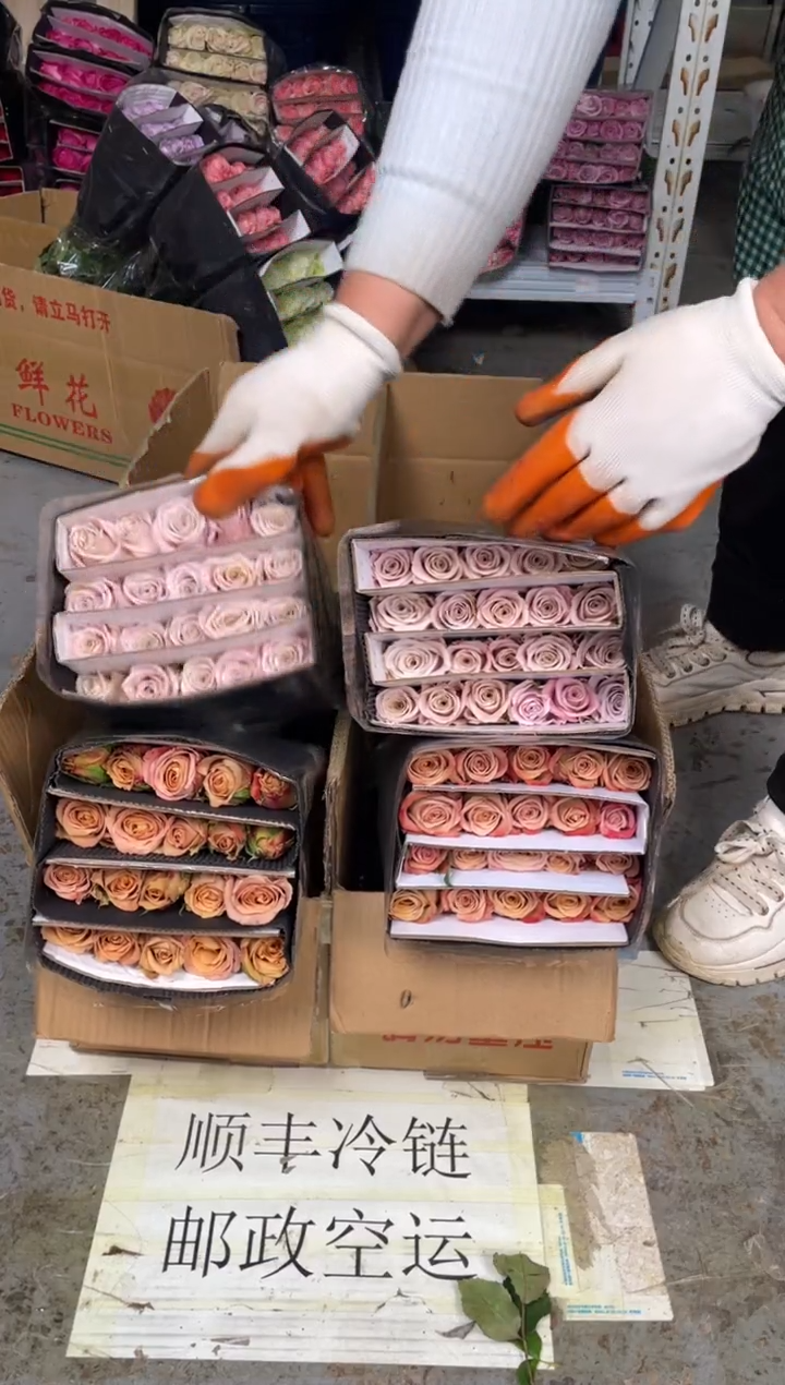 曼塔20枝+卡布20枝